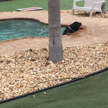 Bark Avenue Pet Resort - Fell in the pool - Pet Groomers Near Me - Jacksonville, Florida