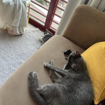 Pet Relocation - 3 days acclimated - Pet Services Near Me - Austin, Texas