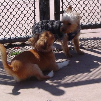 Drigon Dog Park - Bernie (L) making friends - Dog Parks Near Me - Union City, California