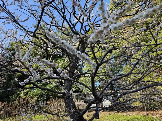 Imperial Palace East National Gardens by null