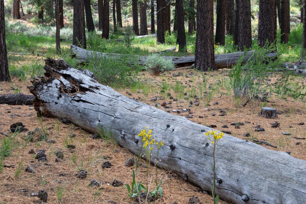 Indian Creek Campground Logo