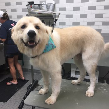 Petco - Self-wash beauty! - Pet Stores Near Me - Dacula, Georgia