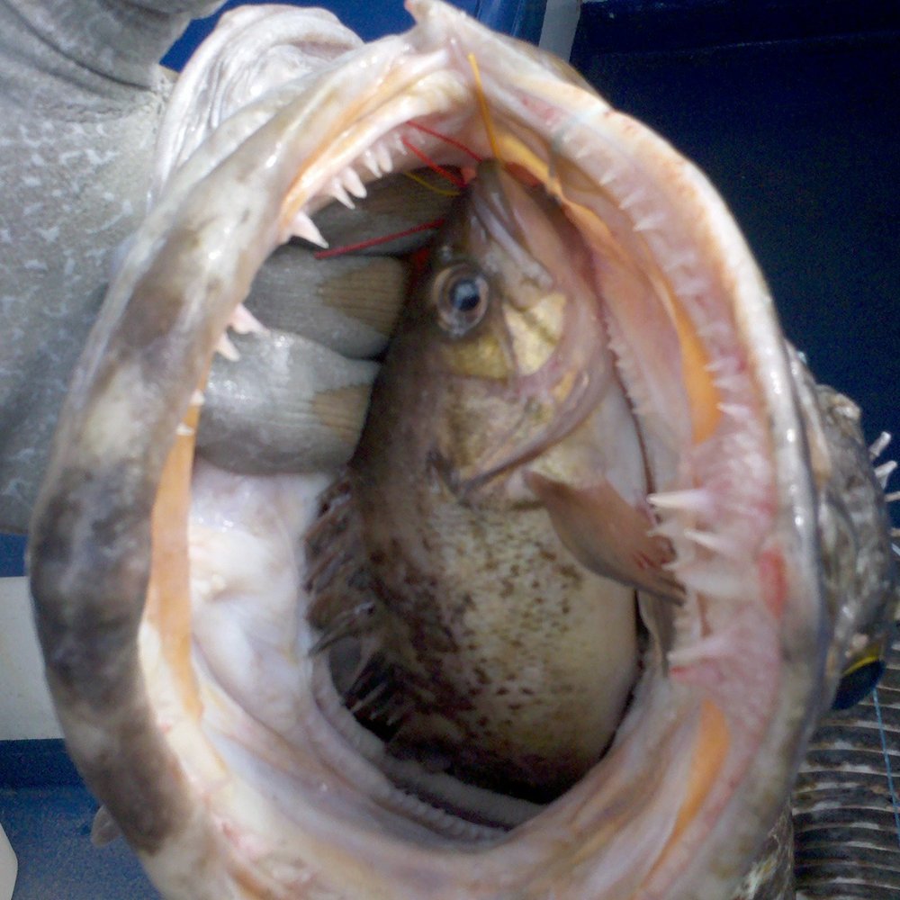 Chinook Charters - Large Lings eat the weirdest thigns - Boat Charters Near Me - Coos Bay, Oregon Chinook Charters - Large Lings eat the weirdest thigns - Boat Charters Near Me - Coos Bay, Oregon