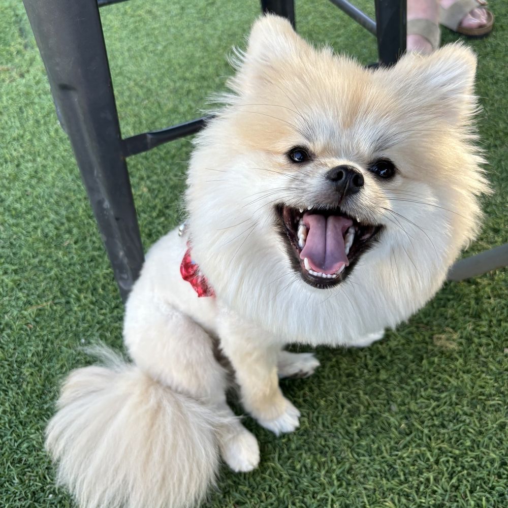 Barkyard n' Brews - Dog Parks Near Me - Fort Lauderdale, Florida Barkyard n' Brews - Dog Parks Near Me - Fort Lauderdale, Florida