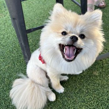 Barkyard n' Brews - Dog Parks Near Me - Fort Lauderdale, Florida