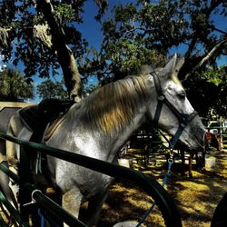 Three Oaks Farm