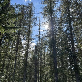 Powell Campground - Campground-cedar trees - Campgrounds Near Me - Lolo, Montana Powell Campground - Campground-cedar trees - Campgrounds Near Me - Lolo, Montana