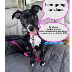 Celebration Dog Training & Behavioral Solutions