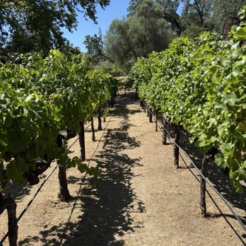 Beringer Vineyards - Vineyard - Wineries Near Me - St. Helena, California
