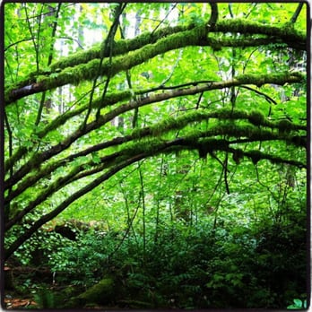 Rattlesnake Ridge - so much green! - Hiking Near Me Rattlesnake Ridge - so much green! - Hiking Near Me