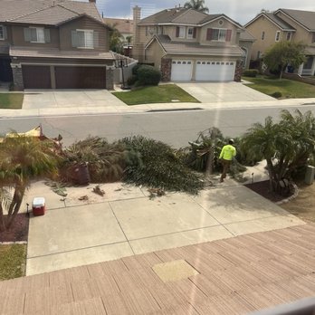 Bird's Tree service - They mulched all the palms and cleaned up good as new. - Tree Services Near Me