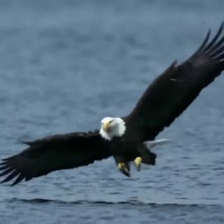 Maritime Adventure Charters SOMD - Bald Eagle - Patuxent River