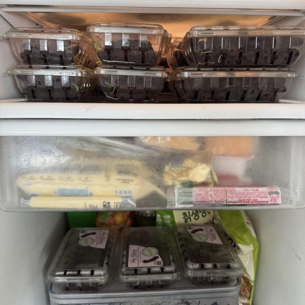 Very Mulberry - Fridge of fresh mulberries! - Pick Your Own Farms Near Me - Brentwood, California Very Mulberry - Fridge of fresh mulberries! - Pick Your Own Farms Near Me - Brentwood, California