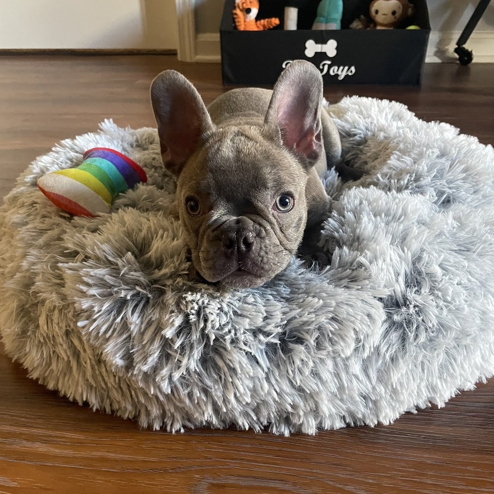 Frenchies Kingdom - Pet Stores Near Me Frenchies Kingdom - Pet Stores Near Me