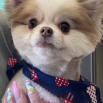 Grooming by Darcy - Pom - Pet Groomers Near Me - Las Vegas, Nevada
