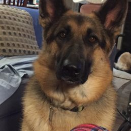 Savannah - The crippled dog sent away with no treatment.