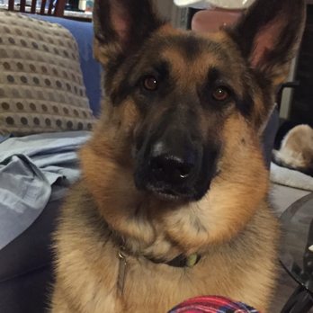 Smith Veterinary Hospital, A Thrive Pet Healthcare Partner - Savannah - The crippled dog sent away with no treatment. - Veterinarians Near Me - Santa Fe, New Mexico