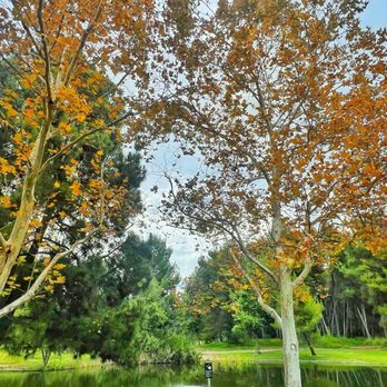 Yorba Regional Park - Fall vibes in the Summer | IG @moniquedao - Parks Near Me - Anaheim, California