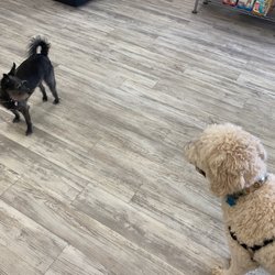 Critter Cafe - Greeting staff as soon as you walk in :)