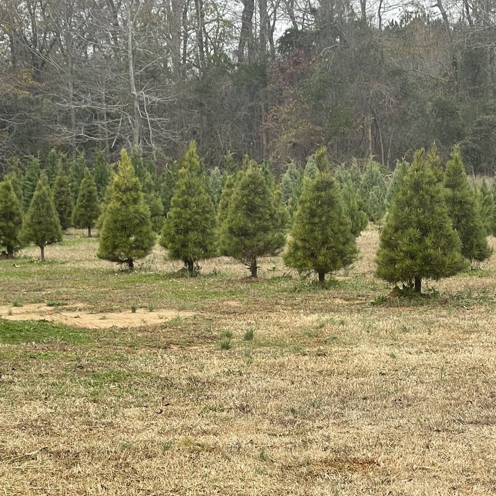 Cedar Ridge Tree Farm - The tree fields will be ready next year! - Christmas Trees Near Me - Gilbert, South Carolina