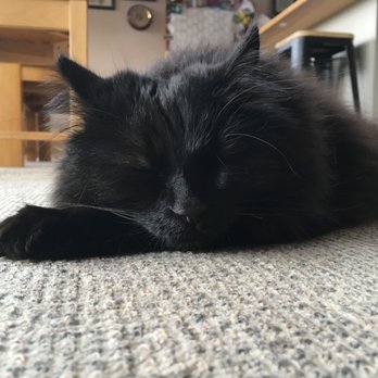 Feline Engineering - Sleeping soundly... and not getting into trouble! - Pet Training Near Me Feline Engineering - Sleeping soundly... and not getting into trouble! - Pet Training Near Me