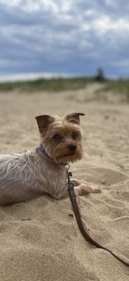 JA-Pens Grooming Salon