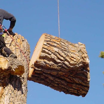 Ascending Tree Care - Tree Services Near Me - Phoenix, Arizona Ascending Tree Care - Tree Services Near Me - Phoenix, Arizona