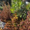 SummerWinds Nursery - Palo Alto gift card
