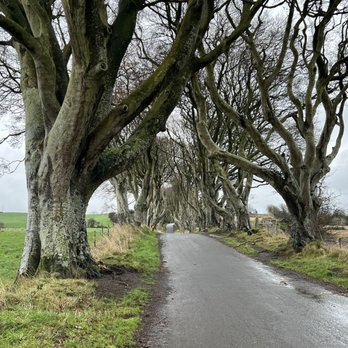 The Dark Hedges - Landmarks & Historical Buildings Near Me - Antrim, BLY The Dark Hedges - Landmarks & Historical Buildings Near Me - Antrim, BLY