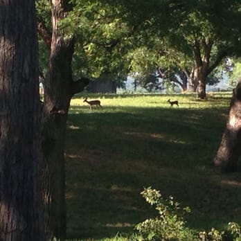 The Meyer Hotel - Deer feeding - Bed & Breakfast Near Me - Comfort, Texas