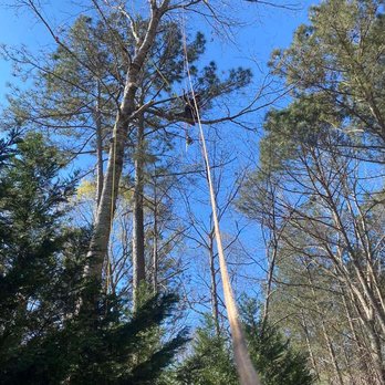 Reyes Tree Service - Tree Services Near Me Reyes Tree Service - Tree Services Near Me