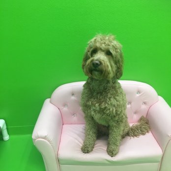 D is for Doggy - Pet Groomers Near Me - New York, New York