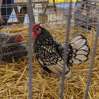 Ohio State Fair - Festivals Near Me - Columbus, Ohio