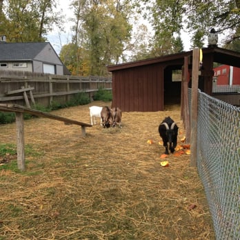 Huron Turkey Farm - two goats eating pumpkins - Farmers Market Near Me - Romulus, Michigan