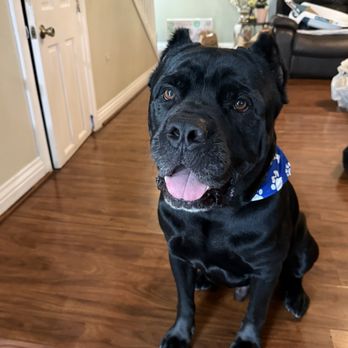 SF Dog Parlour - Cane corso post grooming! - Pet Groomers Near Me - San Francisco, California SF Dog Parlour - Cane corso post grooming! - Pet Groomers Near Me - San Francisco, California