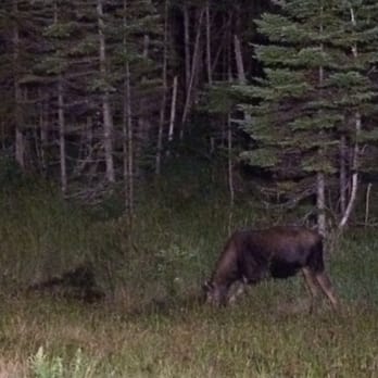 MWV Moose Bus Tours - Moose!! - Bus Tours Near Me MWV Moose Bus Tours - Moose!! - Bus Tours Near Me