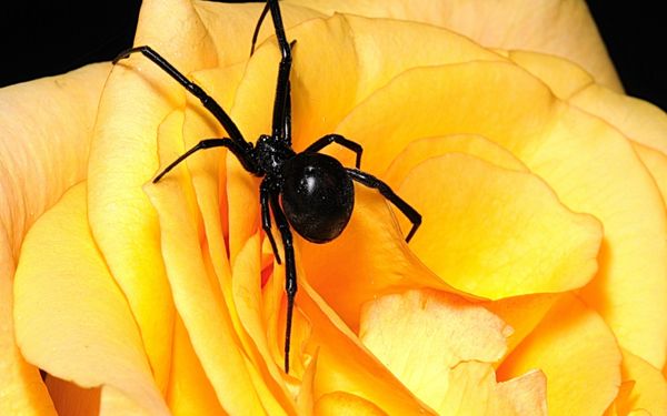 Spiders - Service Today! Rodent Control* All Ants Warrantied* Bedbug Warranty* Cockroach Extermination* Black Widow Spiders Spiders - Service Today! Rodent Control* All Ants Warrantied* Bedbug Warranty* Cockroach Extermination* Black Widow Spiders