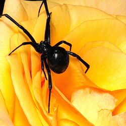 Yellow Pest Control