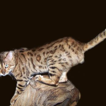 Wind Haven Exotics - The Jedi - one of our retired breeding boys living with a nurse in Arizona. - Pet Breeders Near Me Wind Haven Exotics - The Jedi - one of our retired breeding boys living with a nurse in Arizona. - Pet Breeders Near Me