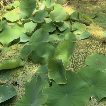 Sonoma Botanical Garden - Lily creek - Botanical Gardens Near Me - Glen Ellen, California