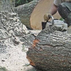 Sunset Tree Service - Tree Removal