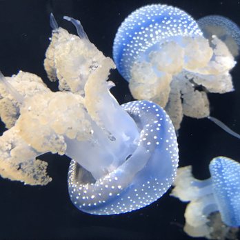 Shedd Aquarium - Spotted jellyfish - Aquariums Near Me - Chicago, Illinois Shedd Aquarium - Spotted jellyfish - Aquariums Near Me - Chicago, Illinois