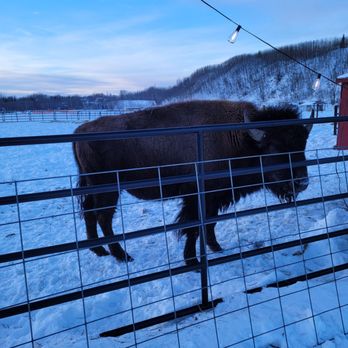 Reindeer Farm - Zoos Near Me - Palmer, Alaska Reindeer Farm - Zoos Near Me - Palmer, Alaska