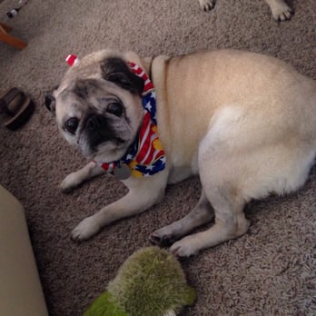 Furrever Friends - Happy to be home and ready for Independence Day! - Pet Stores Near Me - Westminster, California Furrever Friends - Happy to be home and ready for Independence Day! - Pet Stores Near Me - Westminster, California