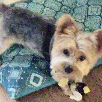 Plush Pad - I like my Bee Plush pads gave me today! Thank you! - Pet Stores Near Me - Austin, Texas Plush Pad - I like my Bee Plush pads gave me today! Thank you! - Pet Stores Near Me - Austin, Texas