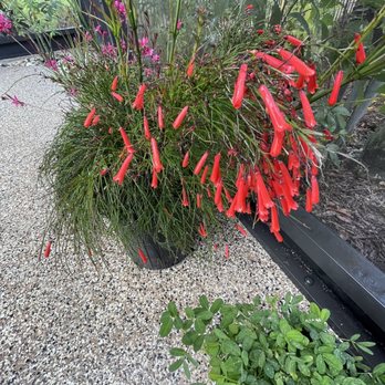 Duncheon's Nursery - firestick - Nurseries & Gardening Near Me - Land O Lakes, Florida Duncheon's Nursery - firestick - Nurseries & Gardening Near Me - Land O Lakes, Florida