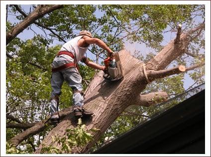 Expert Tree Services - Reach for pricing and availability on your tree services!