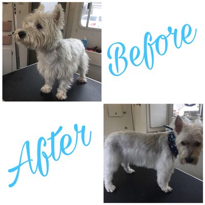 classy dogs mobile grooming