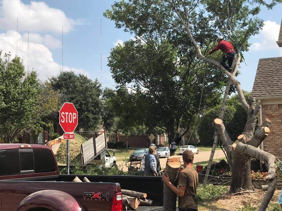 White Rock Tree Removal Service - tree service in Dallas, TX