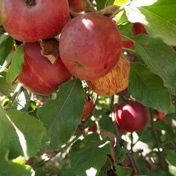 Knaus Apple Ranch - Fresh, ripe apples on the tree - Pick Your Own Farms Near Me - Tehachapi, California